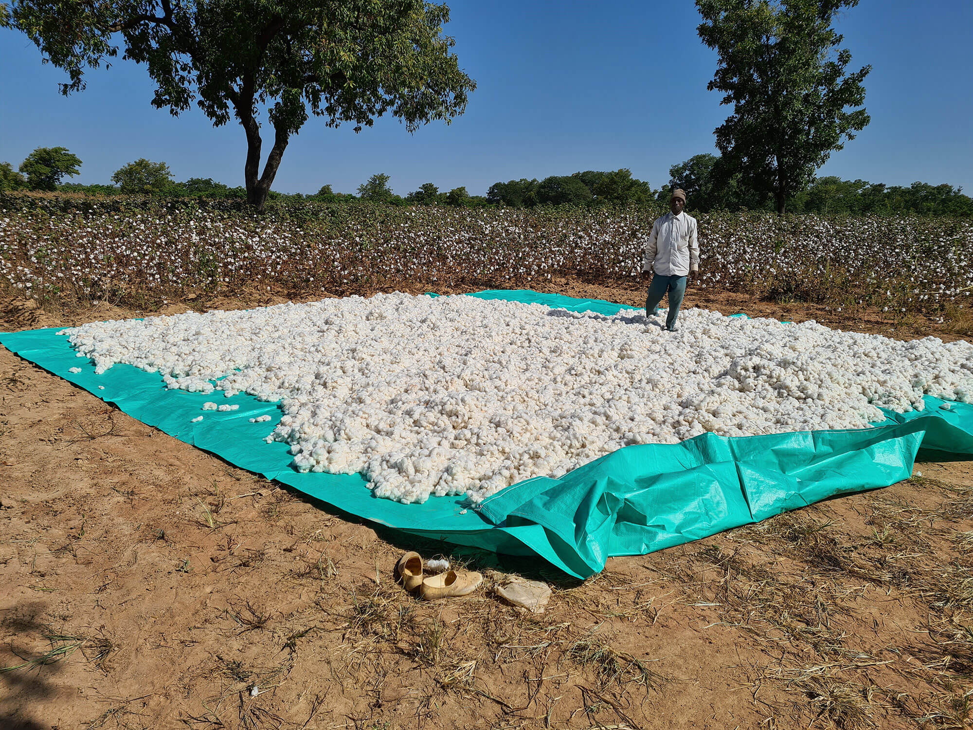 ACTIONS DE SENSIBILISATION ET DE FORMATION DES PRODUCTEURS  SUR LA QUALITE DU COTON GRAINE