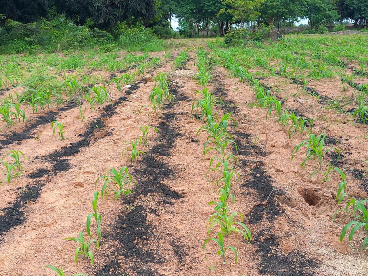 EXPERIMENTATION OF “BIOCHAR” FOR THE RESTORATION OF SOIL FERTILITY IN IVOIRE COTON AREA