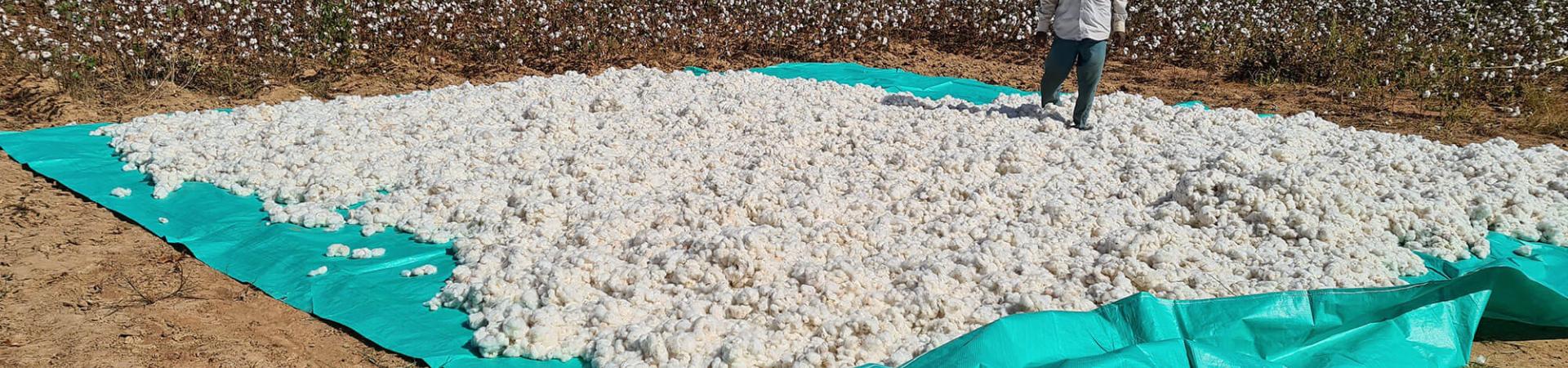 ACTIONS DE SENSIBILISATION ET DE FORMATION DES PRODUCTEURS SUR LA QUALITE DU COTON GRAINE