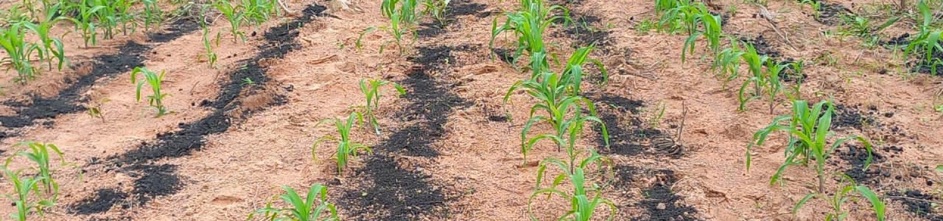 L’EXPERIMENTATION DU « BIOCHAR » POUR LA RESTAURATION DE LA FERTILITE DES SOLS SUR LA ZONE IVOIRE COTON