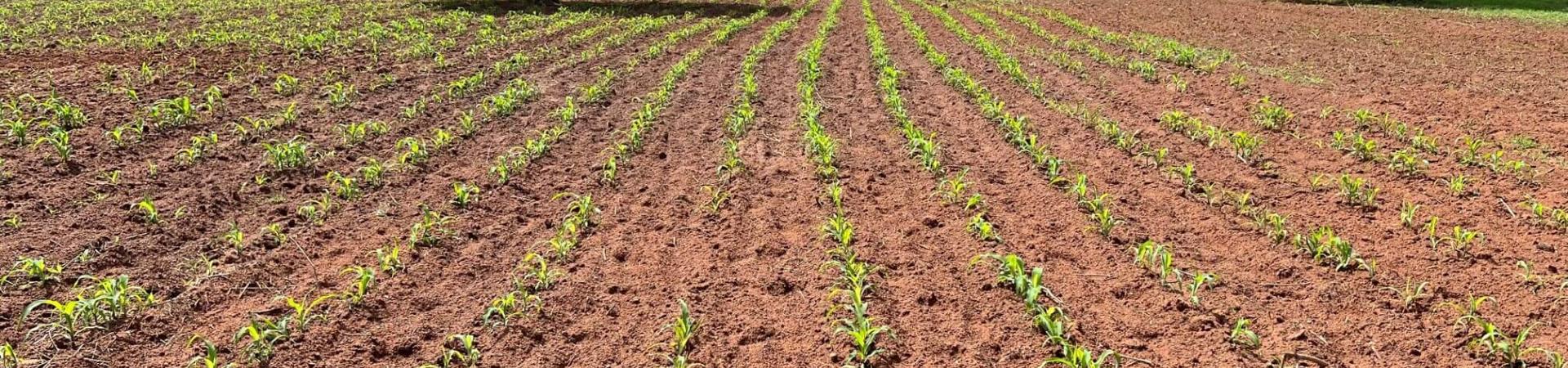 LE PROJET D’ENCADREMENT DU MAÏS POUR FIDELISER LES PRODUCTEURS DE COTON